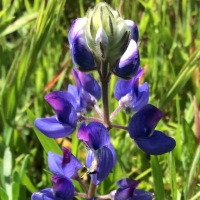 sky-lupine Lupinus nanus