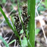 Pacific woodrush luzula-comosa