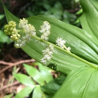 Feathery false lily of the valley (maianthemum-racemosum)