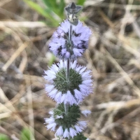 Pennyroyal mentha-pulegium