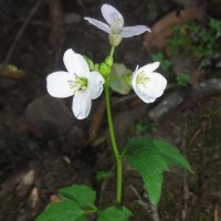 Milkmaids (Cardamine californica)