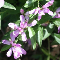 Milkwort (Polygala californica)