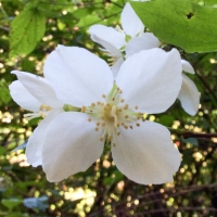 mock-orange-philadelphus-coronarius