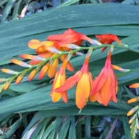 Montbretia* (Crocosmia ×crocosmiiflora)