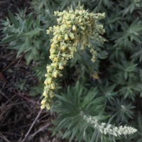 California Mugwort (Artemisia douglasiana)