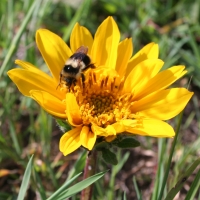 Narrowleaf mule Ears (Wyethia angustifolia)