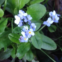 forget me not (myosotis-latifolia)