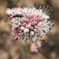 Naked buckwheat (Eriogonum nudum v. nudum) 