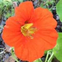 nasturtium