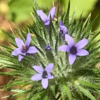 Skunkweed (navarretia squarrosa)