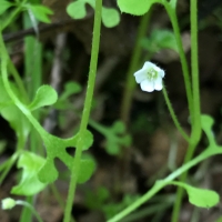 Canyon nemophila nemophila-heterophylla