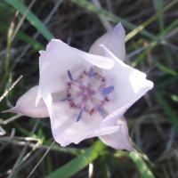 Oakland star tulip (Calochortus umbellatus)