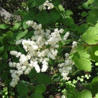 Ocean spray (Holodiscus discolor)