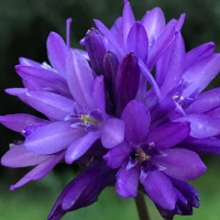 ookow Dichelostemma congestum