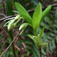 osoberry (Oemleria cerasiformis)