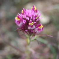 Owl's clover (Castilleja densiflora)