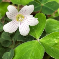 Redwood sorrel oxalis-oregana