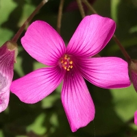 Purple woodsorrel oxalis-purpurea