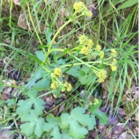 pacific sanicle (Sanicula crassicaulis)