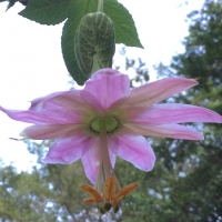 passionflower (Passiflora mixta)