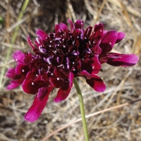 Pincushion flower (Scabiosa atropurpurea)