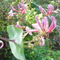 California honeysuckle (Lonicera hispidula)