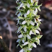 Coast piperia piperia-elegans