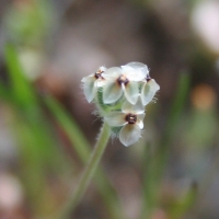 California plantain (Plantago erecta)