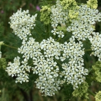 Poison Hemlock (Conium maculatum)