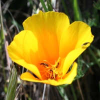 California poppy (Eschscholzia californica)