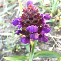 Lance leaf selfheal prunella-vulgaris