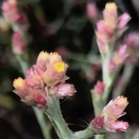 Pink cudweed pseudognaphalium-ramosissimum