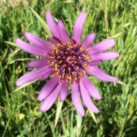 Purple salsify* (Tragopogon porrifolius)