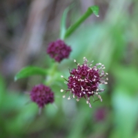 Purple sanicle (Sanicula bipinnatifida)