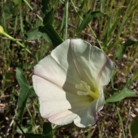 purple western morning glory