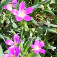 red-maids-calandrinia-menziesii