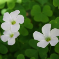 Crimson woodsorrel (Oxalis incarnata)