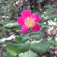Wood rose (rosa-gymnocarpa)