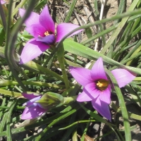 Rosy Sandcrocus (Romulea rosea)