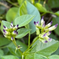 California tea rupertia-physodes