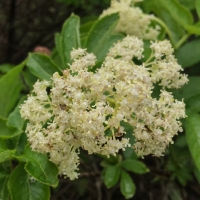 Red elderberry sambucus-racemosa