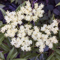 black elderberry sambucus nigra