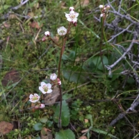 Greene's saxifrage