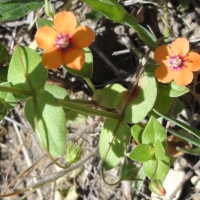 Scarlet pimpernel (Anagallis arvensis)