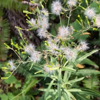 Coastal burnweed senecio minimus