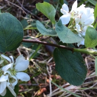 service-berry-amelanchier-utahensis