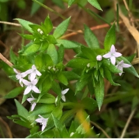 Field madder sherardia-arvensis