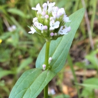 shortspur-seablush-plectritis-congesta-ssp-brachystemon