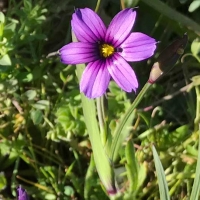 Blue eyed grass (Sisyrinchium bellum)