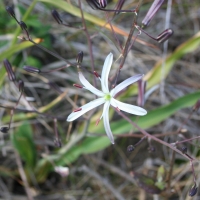 Wavyleaf soap plant (Chlorogalum pomeridianum)